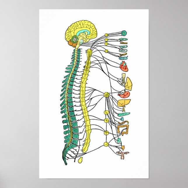 Autonomic Nervous System Poster (Front)