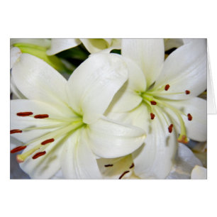 Autres Lys blancs