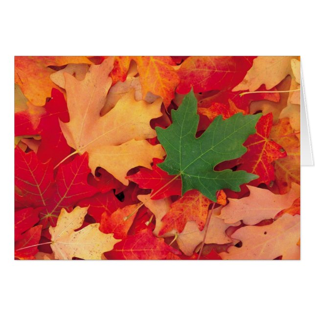 autumn (15) (Front Horizontal)