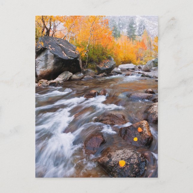 Autumn along Bishop Creek, CA Postcard (Front)