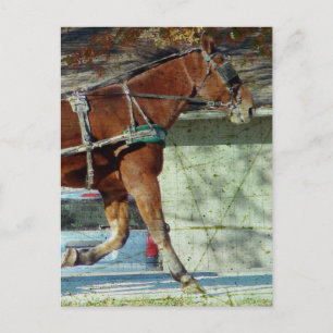 Autumn Amish Buggy Horse Postcard