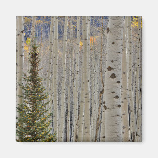 Autumn Aspen Groves | Colorado Rocky Mountains Magnet