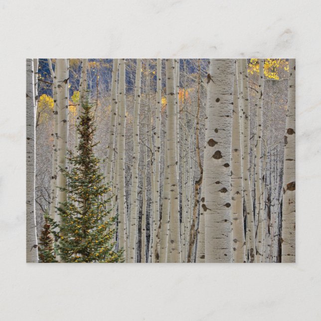 Autumn Aspen Groves | Colorado Rocky Mountains Postcard (Front)