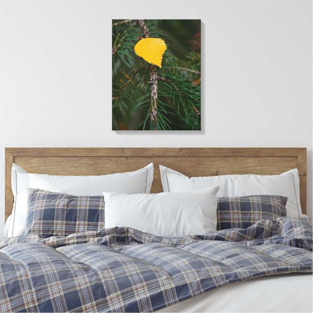 Autumn Aspen Leaf on Evergreen Contrast Photograph Canvas Print (Insitu(Bedroom))