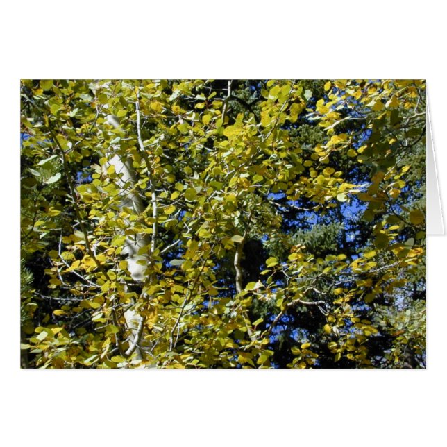 Autumn Aspen Leaves card (Front Horizontal)