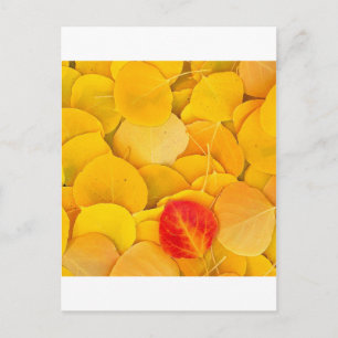 Autumn Aspen Leaves Eastern Sierra California Postcard