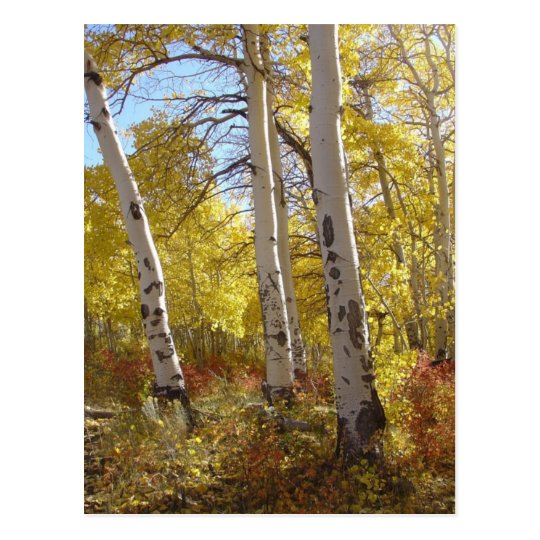 Autumn Aspen Postcard