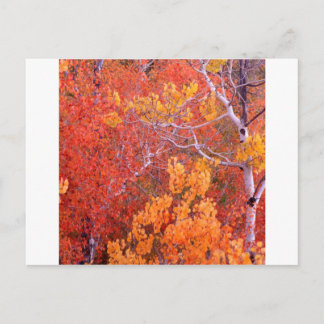 Autumn Aspen Trees City Of Rocks Idaho Postcard
