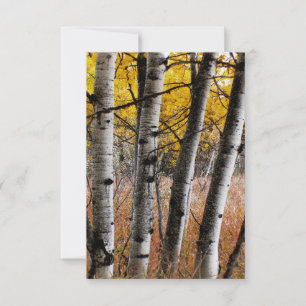 Autumn Aspens - Blank Note Card