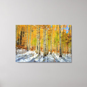 Autumn Aspens Canvas Print