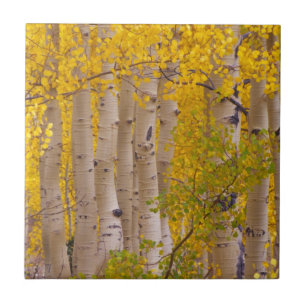 Autumn aspens in Kebler Pass in Colorado Tile
