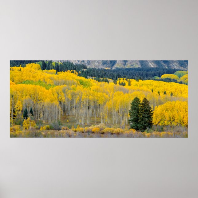 Autumn Aspens in the Ruby Range Poster (Front)