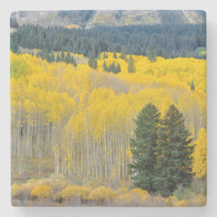 Autumn Aspens in the Ruby Range Stone Coaster
