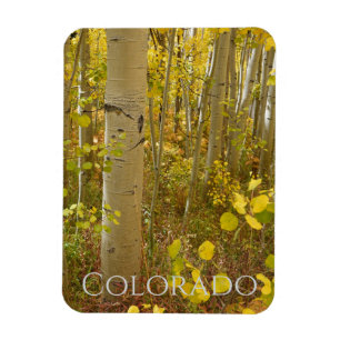 Autumn Aspens on Independence Pass Colorado Magnet