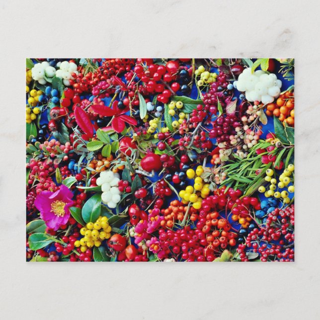 Autumn berries  flowers postcard (Front)