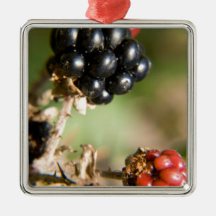 Autumn Berries Metal Ornament