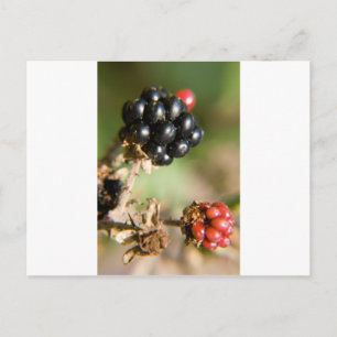 Autumn Berries Postcard
