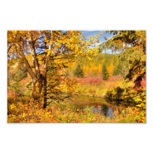 Autumn Birch Tree Photo Print