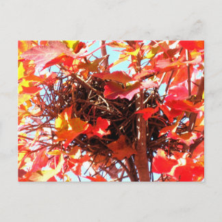 Autumn Bird’s Nest Fall Nature Photography Postcard