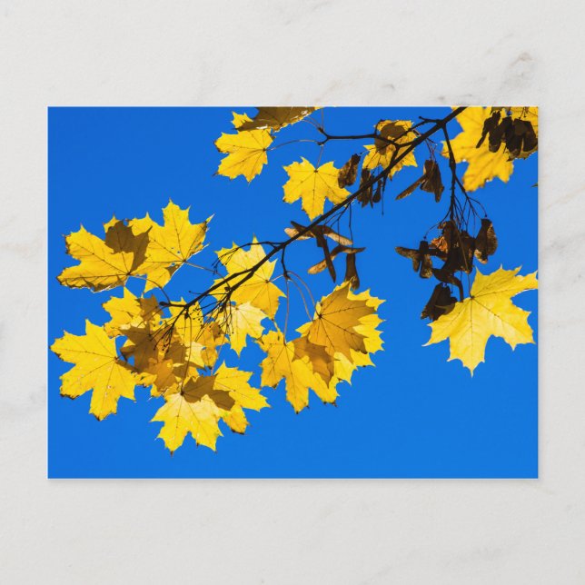 Autumn Blues Postcard (Front)