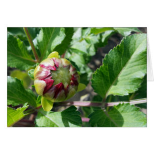 autumn bud