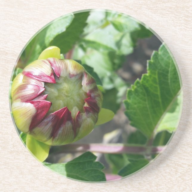 autumn bud coaster (Front)