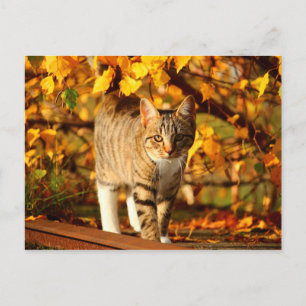 autumn cat postcard