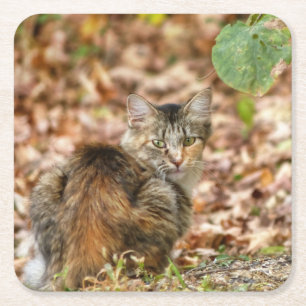 Autumn Cat Square Paper Coaster