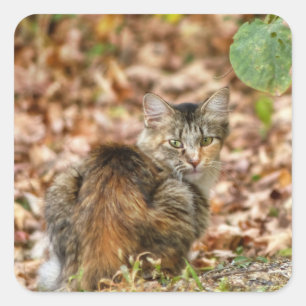 Autumn Cat Square Sticker
