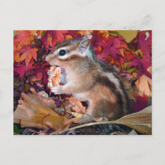 Autumn , chipmunk (photo) postcard