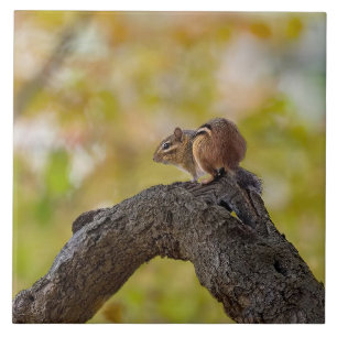 Autumn Chipmunk Tile