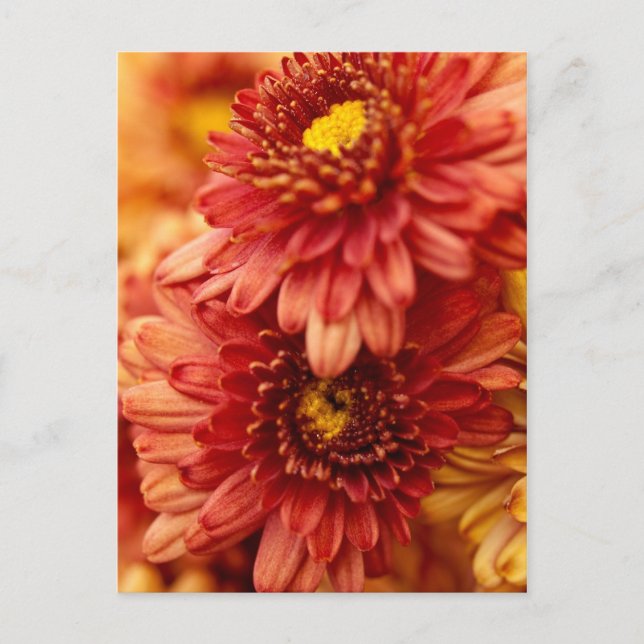 Autumn Chrysanthemum Flowers - Red and Gold Postcard (Front)