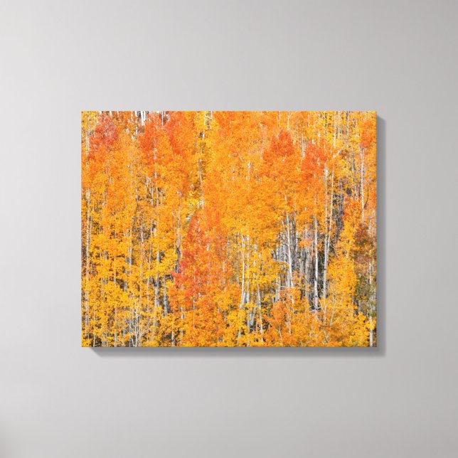 Autumn Colors on Aspen Groves Canvas Print (Front)