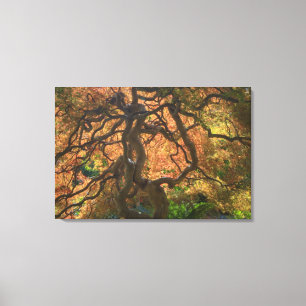 Autumn colour Maple trees, Victoria, British Canvas Print