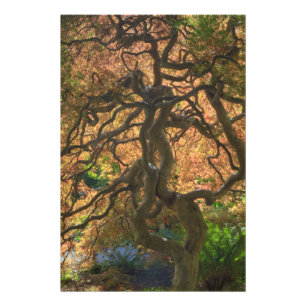 Autumn colour Maple trees, Victoria, British Photo Print