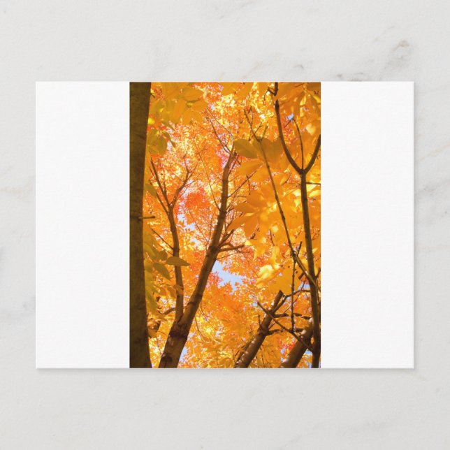 Autumn Colour Mood Postcard (Front)
