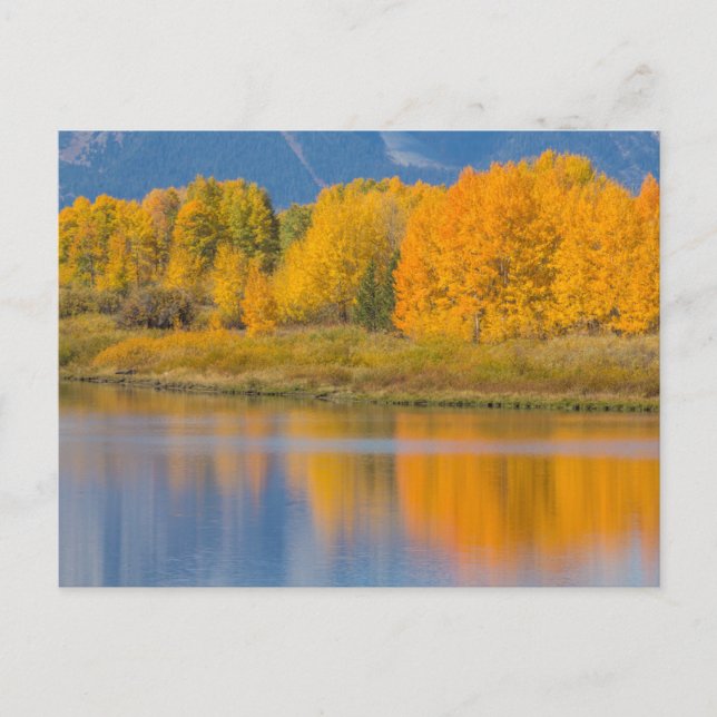Autumn Coloured Aspen Trees Postcard (Front)