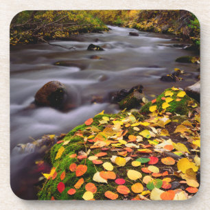 Autumn Colours along McGee Creek Coaster