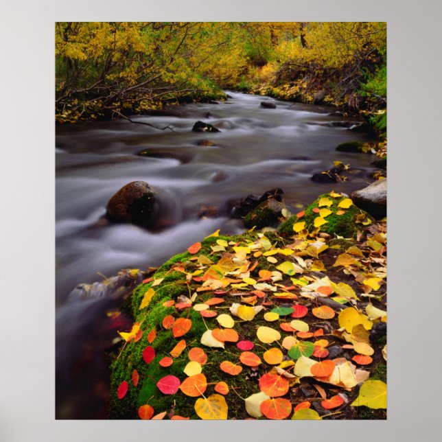 Autumn Colours along McGee Creek Poster (Front)