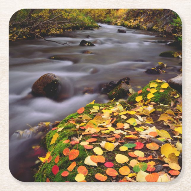 Autumn Colours along McGee Creek Square Paper Coaster (Front)
