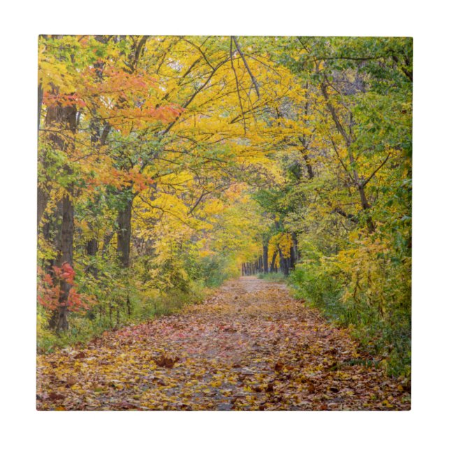 Autumn Colours At Independence State Park Tile (Front)