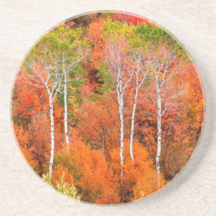Autumn Colours In Rocky Mountains, Wyoming, USA Coaster