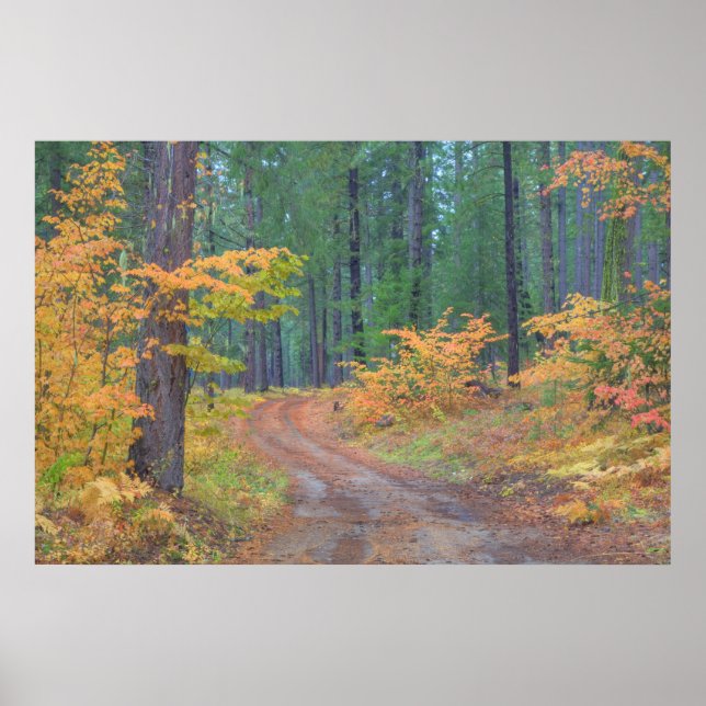 Autumn colours of forests in The Cascade 2 Poster (Front)