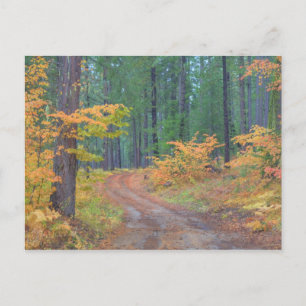 Autumn colours of forests in The Cascade 7 Postcard