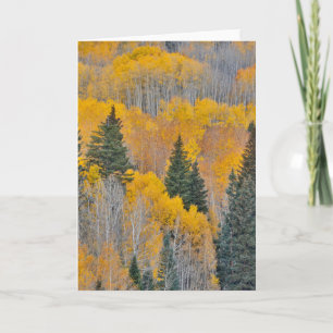 Autumn Colours on Aspen Groves Card
