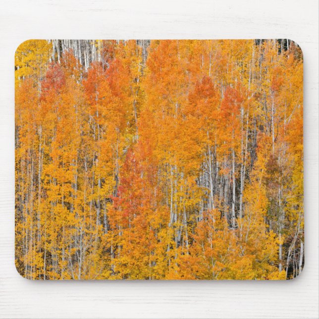 Autumn Colours on Aspen Groves Mouse Pad (Front)