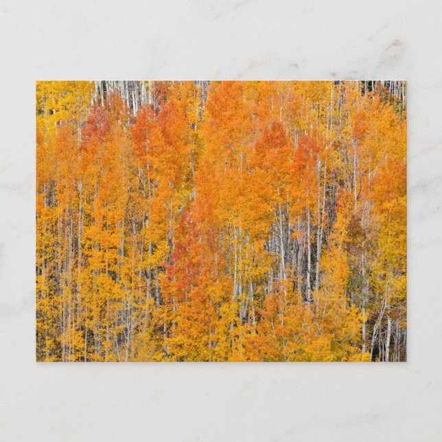 Autumn Colours on Aspen Groves Postcard (Front)