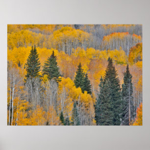 Autumn Colours on Aspen Groves Poster
