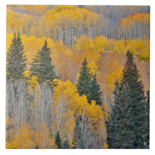 Autumn Colours on Aspen Groves Tile