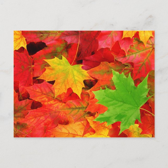 Autumn colours postcard (Front)